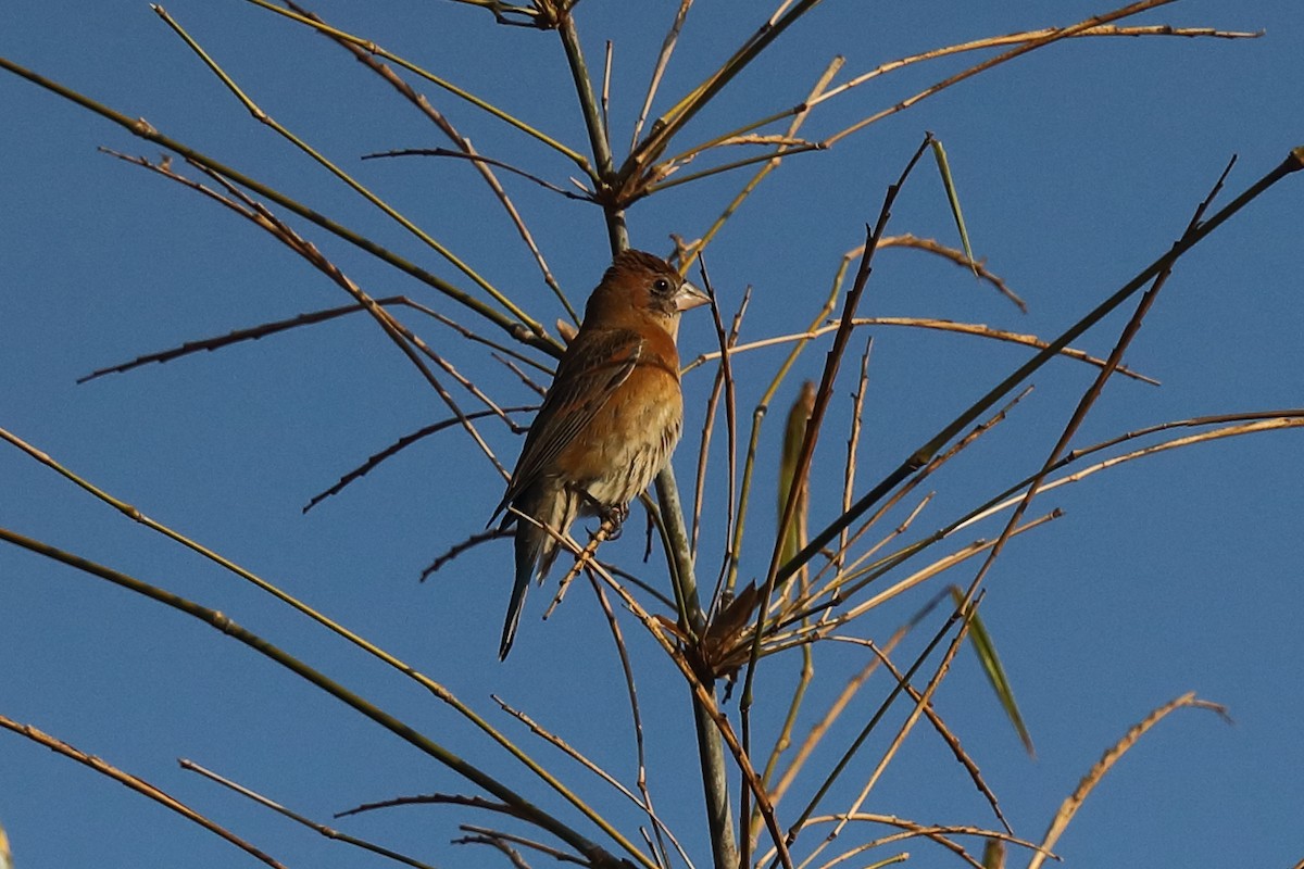 Blue Grosbeak - ML640128854