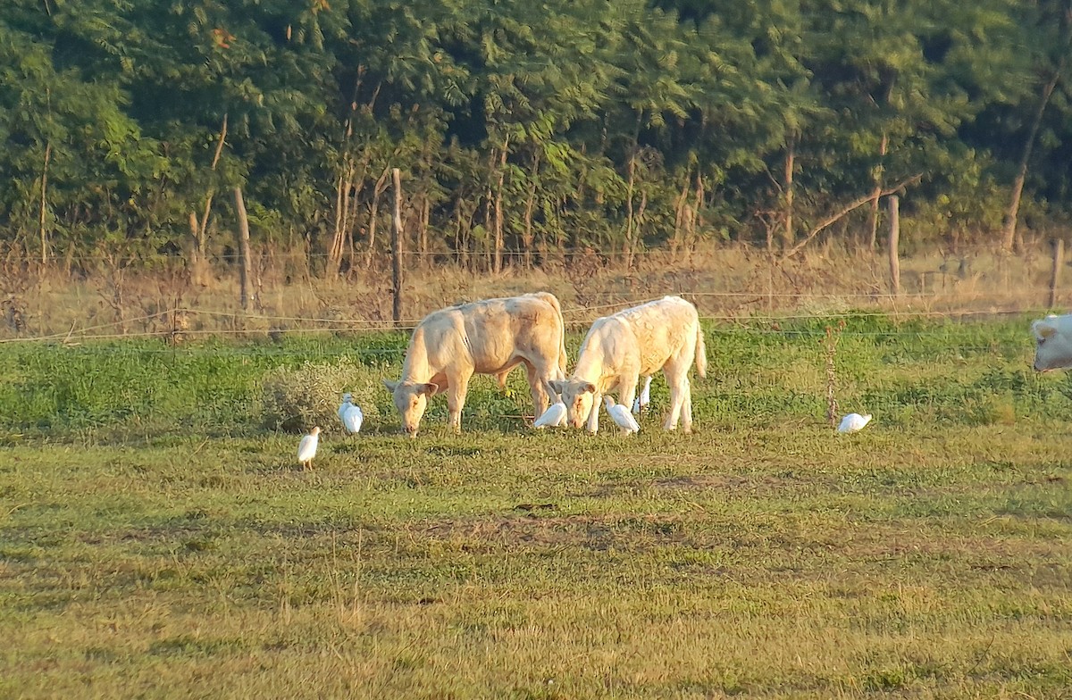 Western Cattle-Egret - ML640128973
