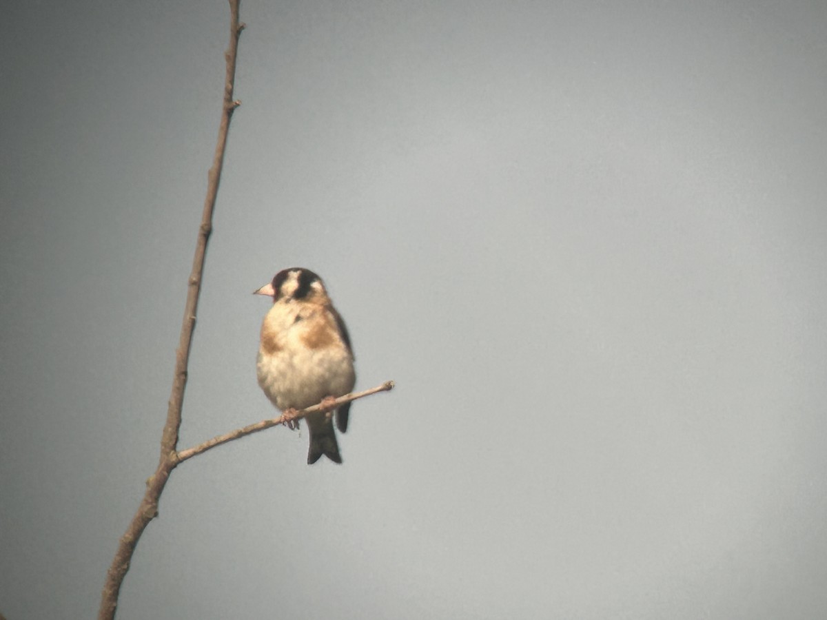 European Goldfinch - ML640128977