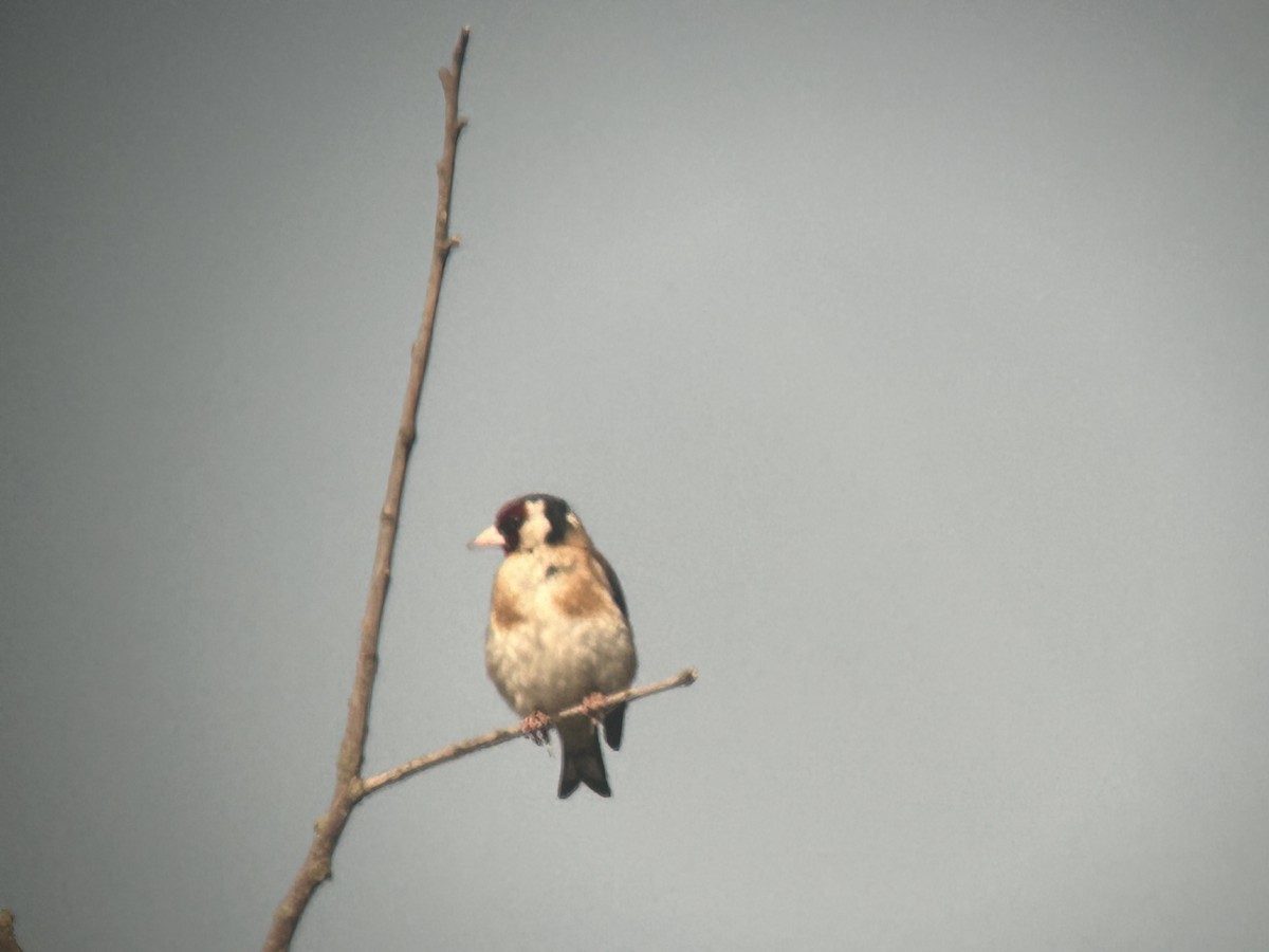 European Goldfinch - ML640128978