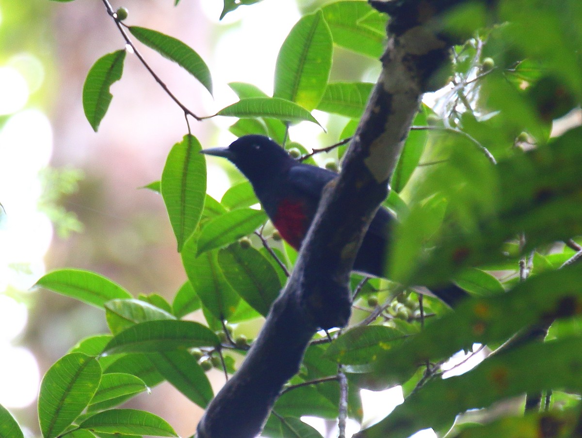 Black-and-crimson Oriole - ML640128993