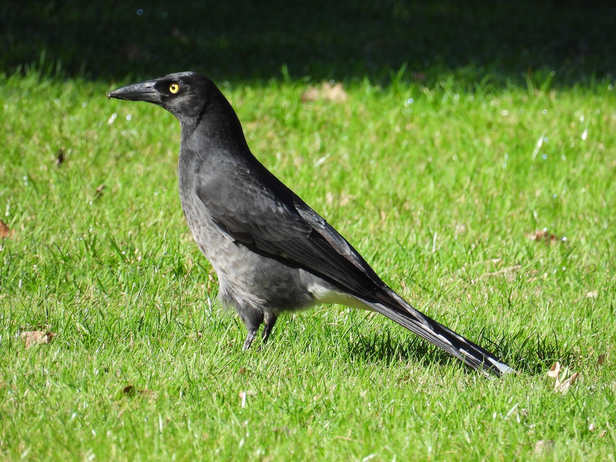 østkurrawong - ML640129019