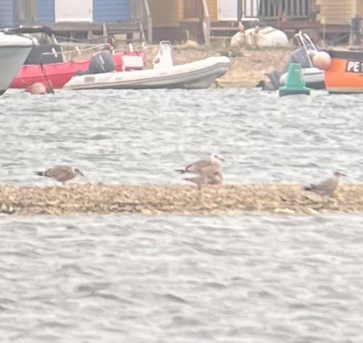 Yellow-legged Gull - ML640129026