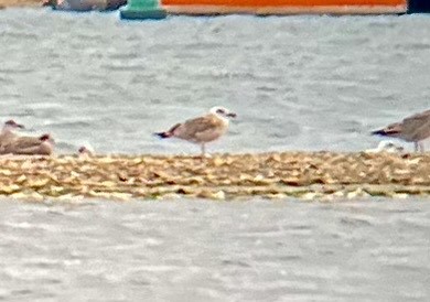 Yellow-legged Gull - ML640129027