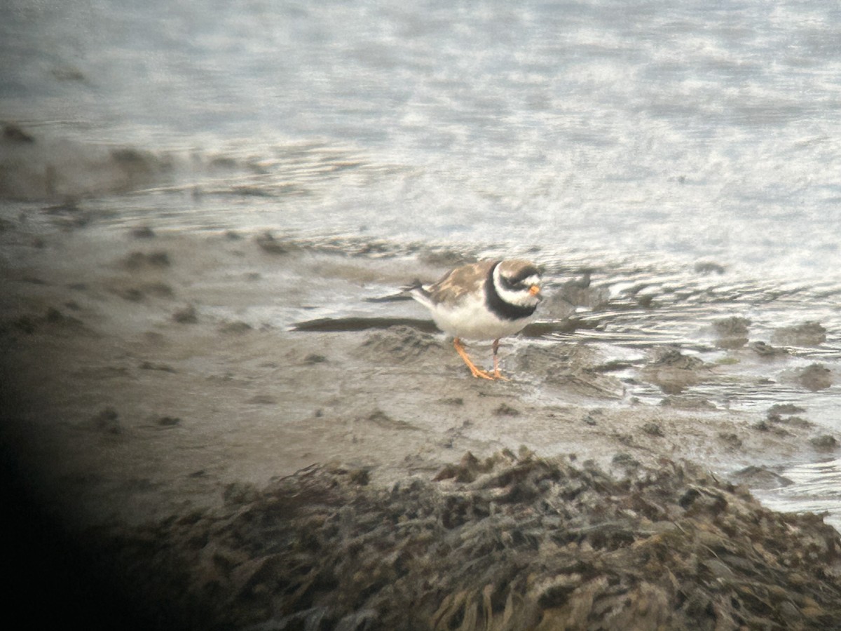 Common Ringed Plover - ML640129032