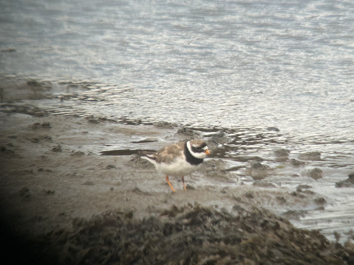 Common Ringed Plover - ML640129033