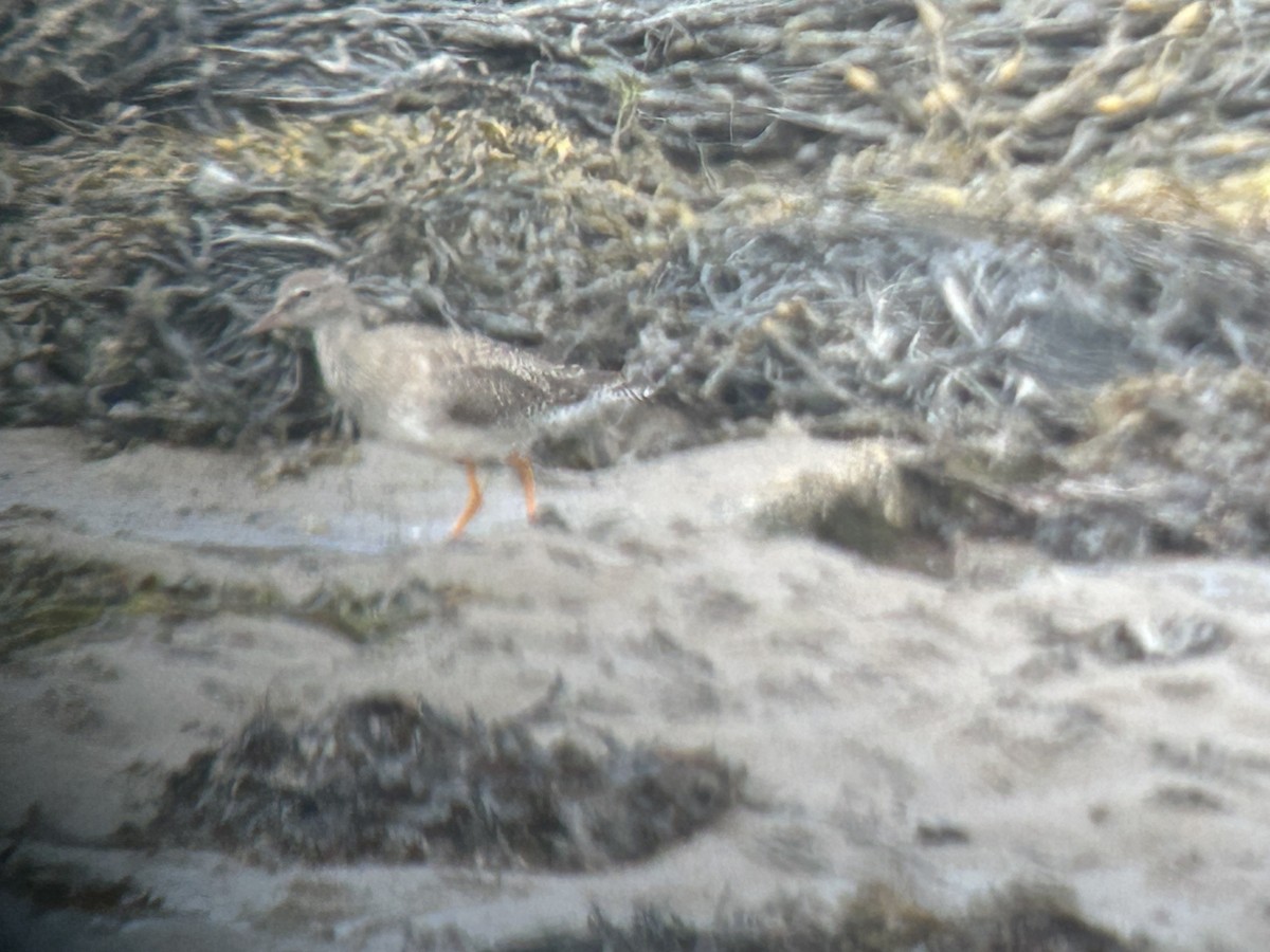 Common Redshank - ML640129039
