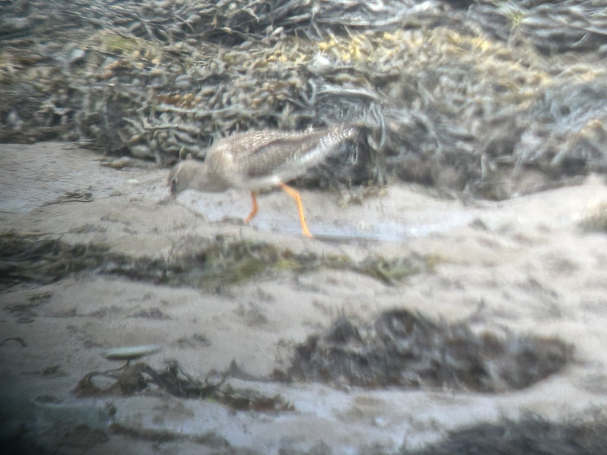 Common Redshank - ML640129040