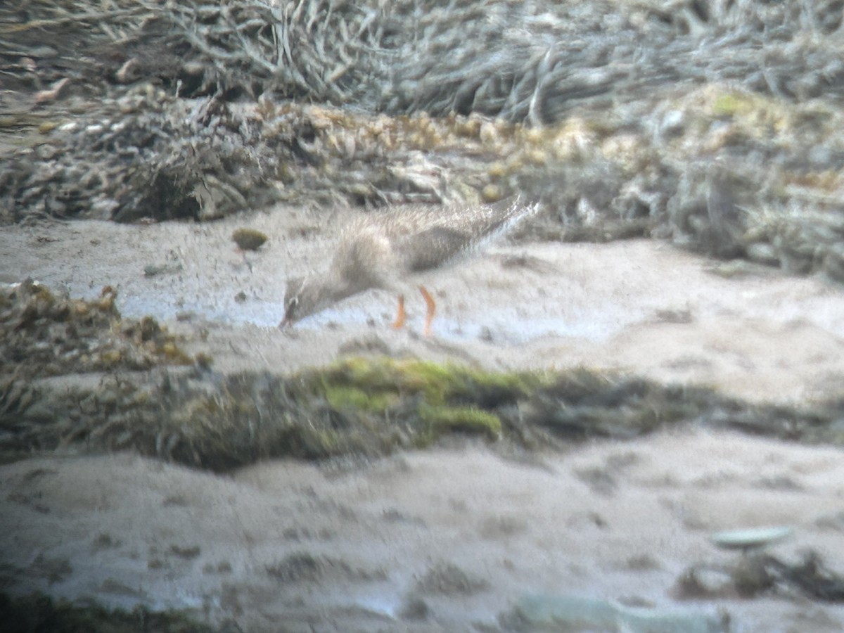 Common Redshank - ML640129041