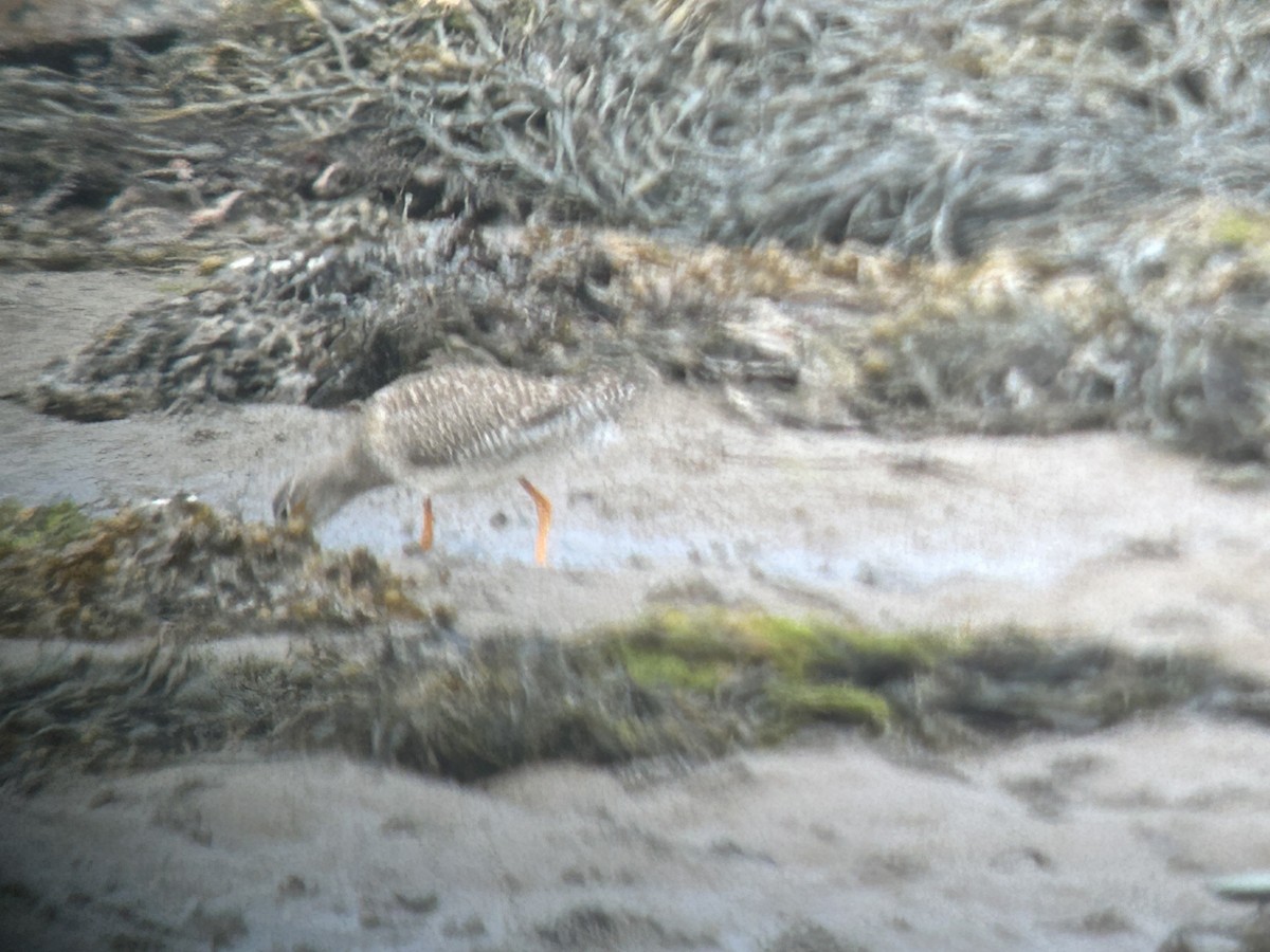 Common Redshank - ML640129042