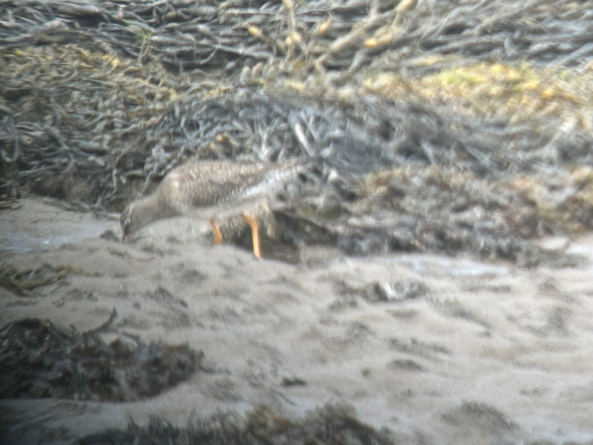 Common Redshank - ML640129043