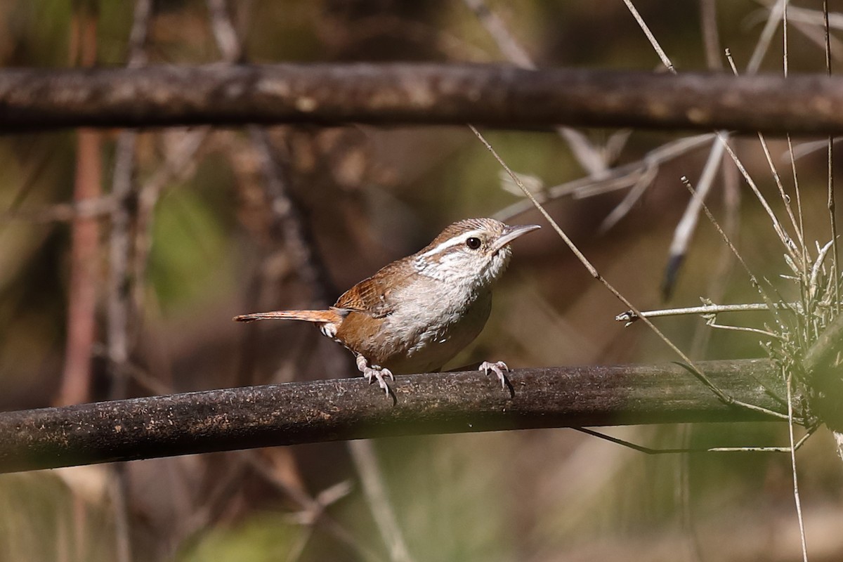 Sinaloa Wren - ML640129046