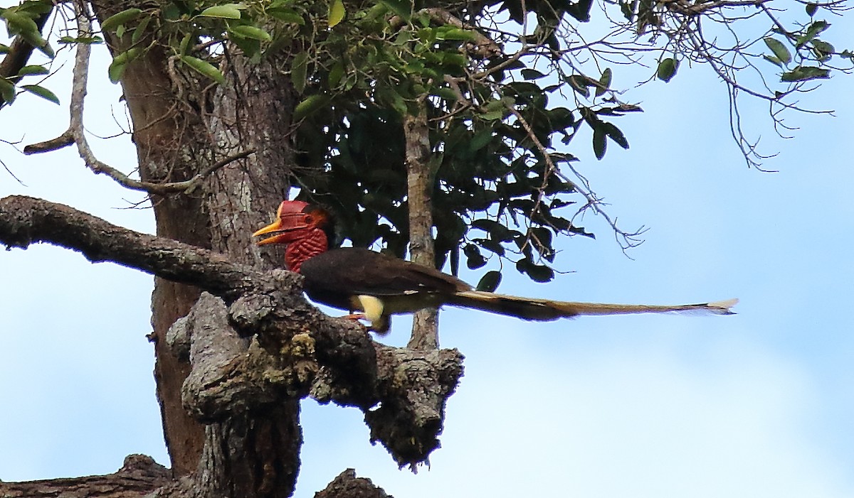 Cálao de Yelmo - ML640129088
