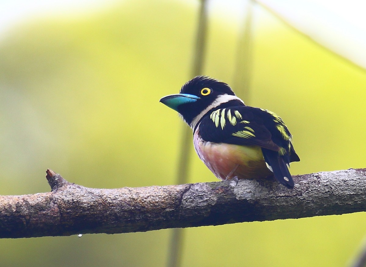 Black-and-yellow Broadbill - ML640129108