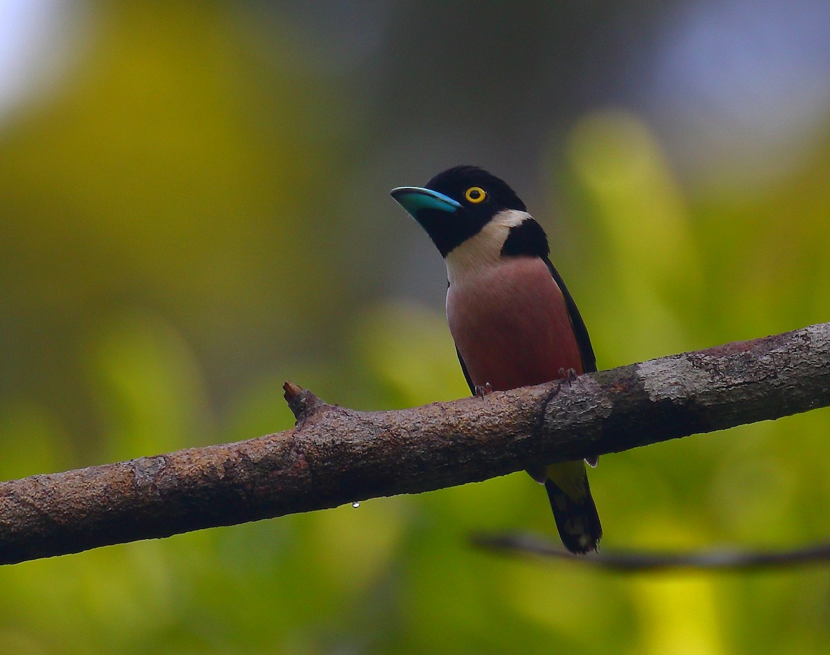 Black-and-yellow Broadbill - ML640129109