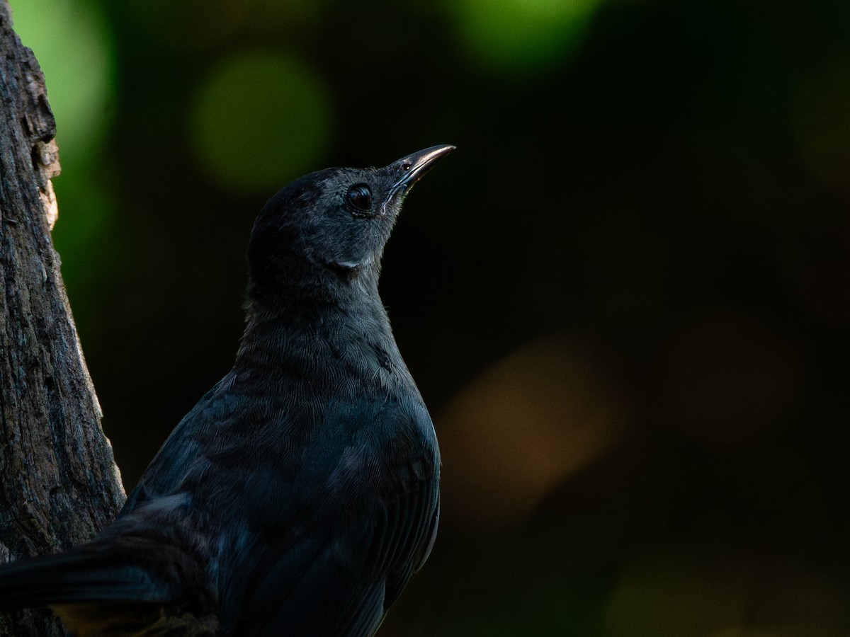 Gray Catbird - ML640129110
