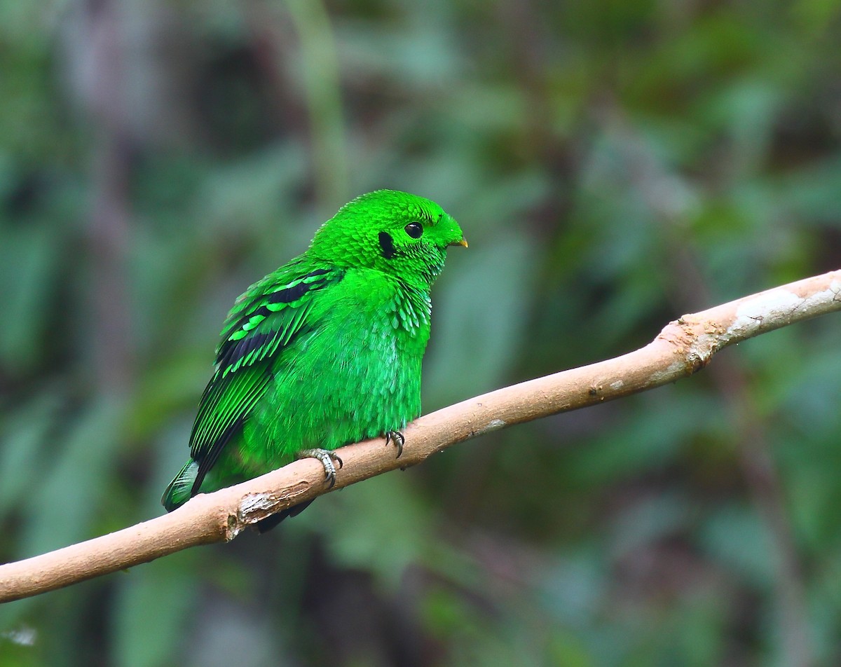 Green Broadbill - ML640129118
