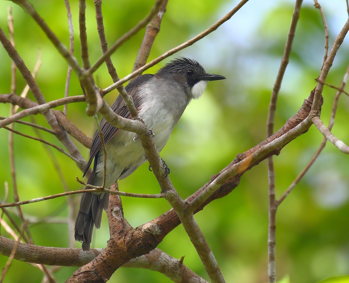 Cinereous Bulbul (Cinereous) - ML640129130