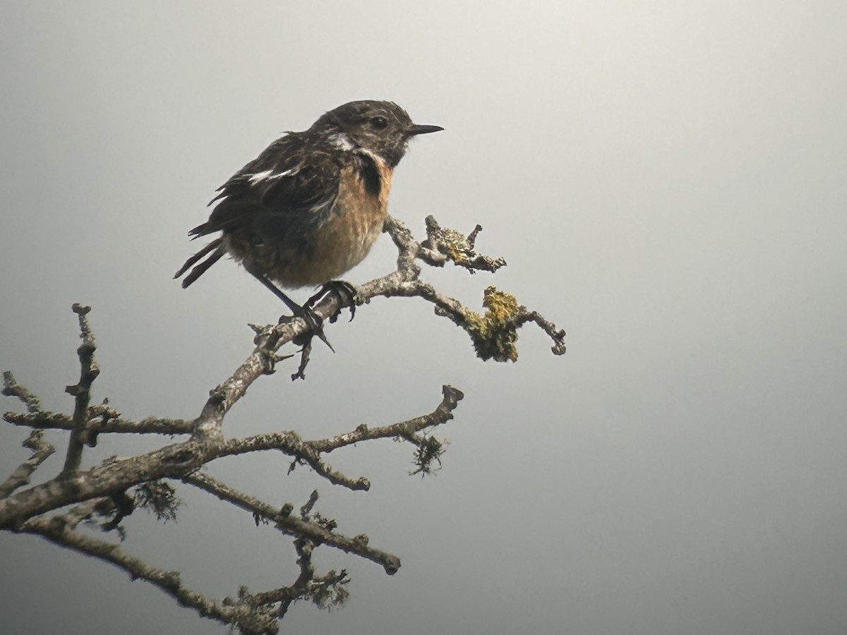European Stonechat - ML640129132
