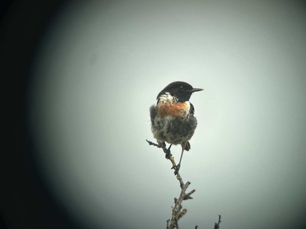 European Stonechat - ML640129133
