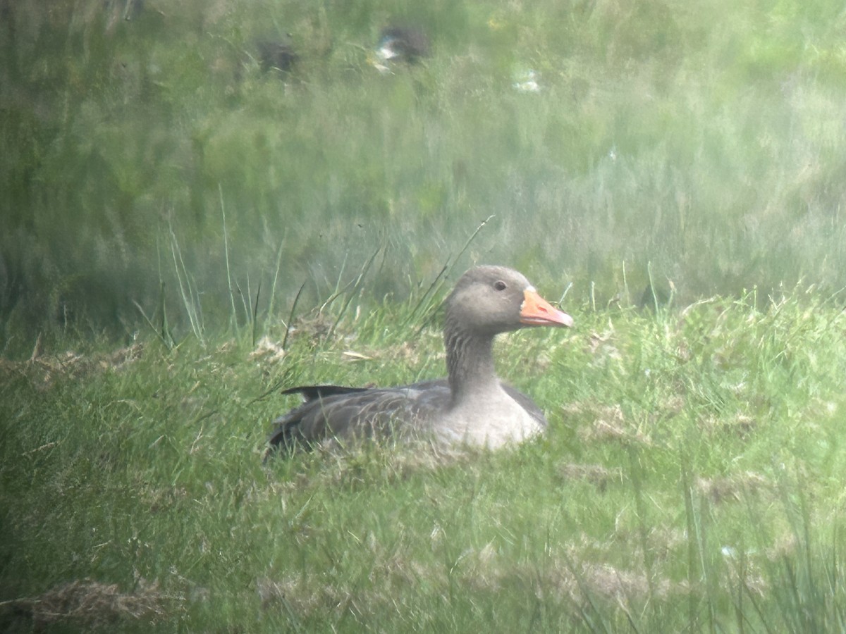 Graylag Goose - ML640129144