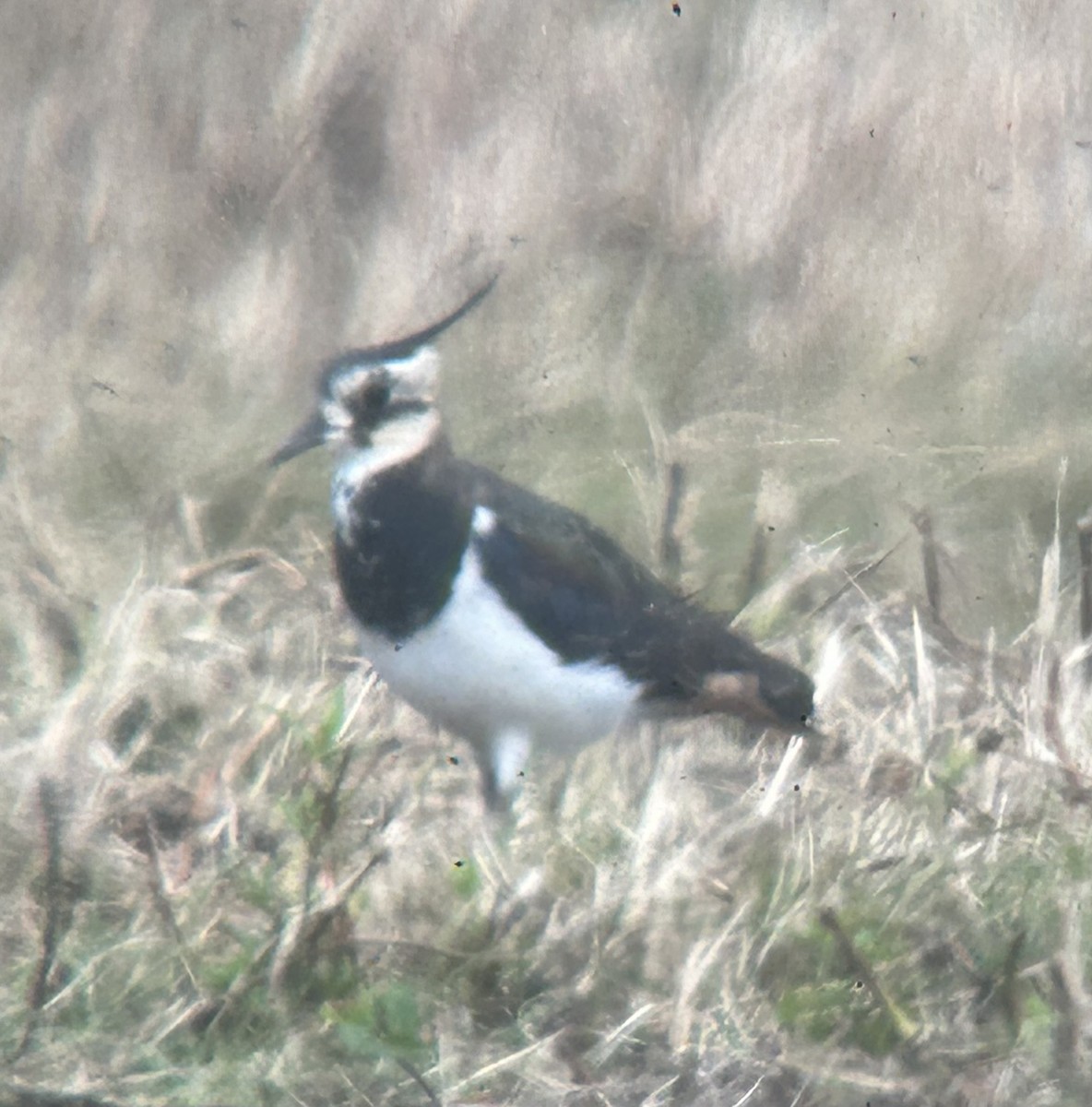 Northern Lapwing - ML640129145