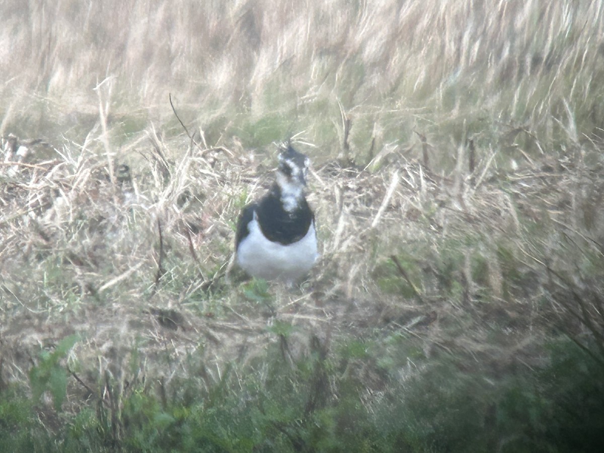 Northern Lapwing - ML640129146