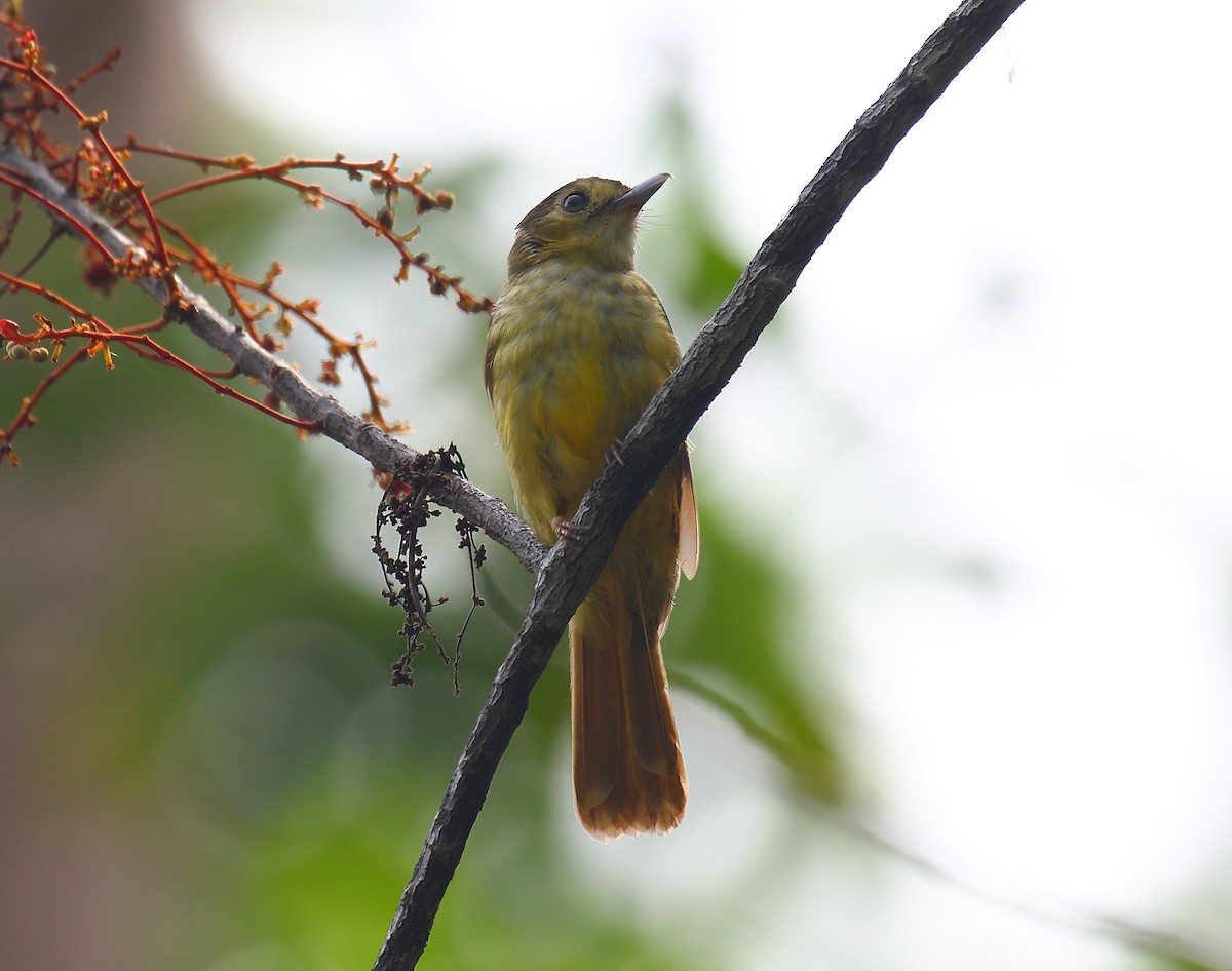 Hairy-backed Bulbul - ML640129150