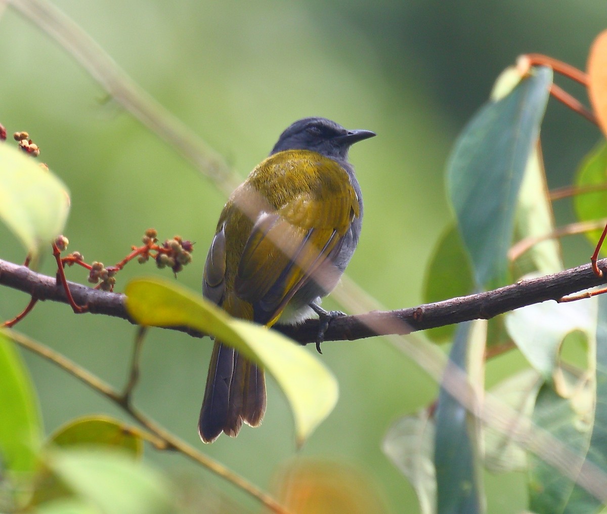 Gray-bellied Bulbul - ML640129153