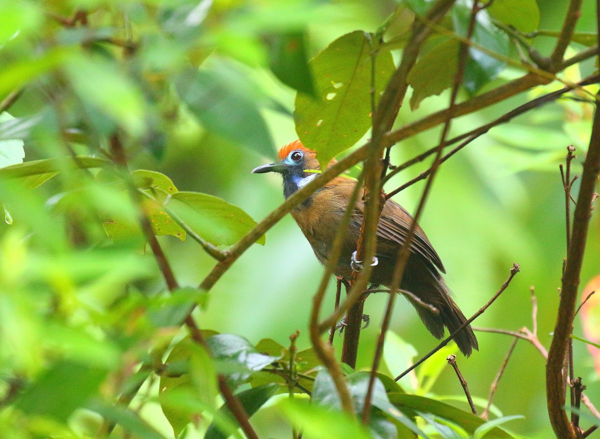 Fluffy-backed Tit-Babbler - ML640129161