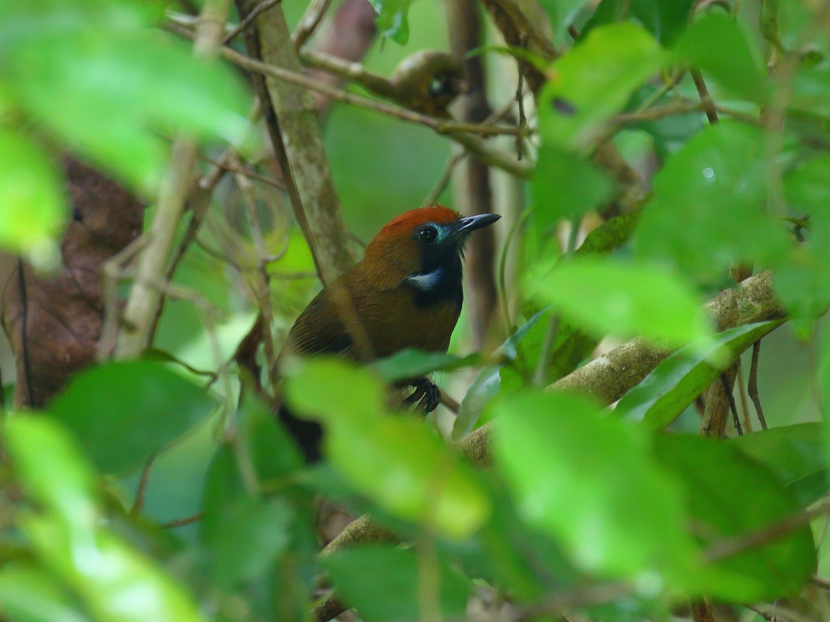 Fluffy-backed Tit-Babbler - ML640129164