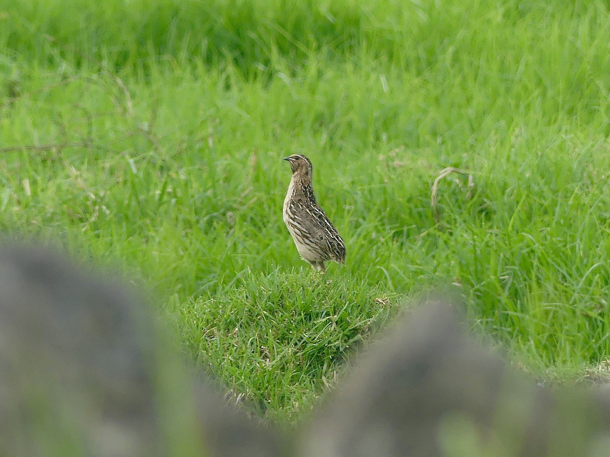 Common Quail - ML640129165
