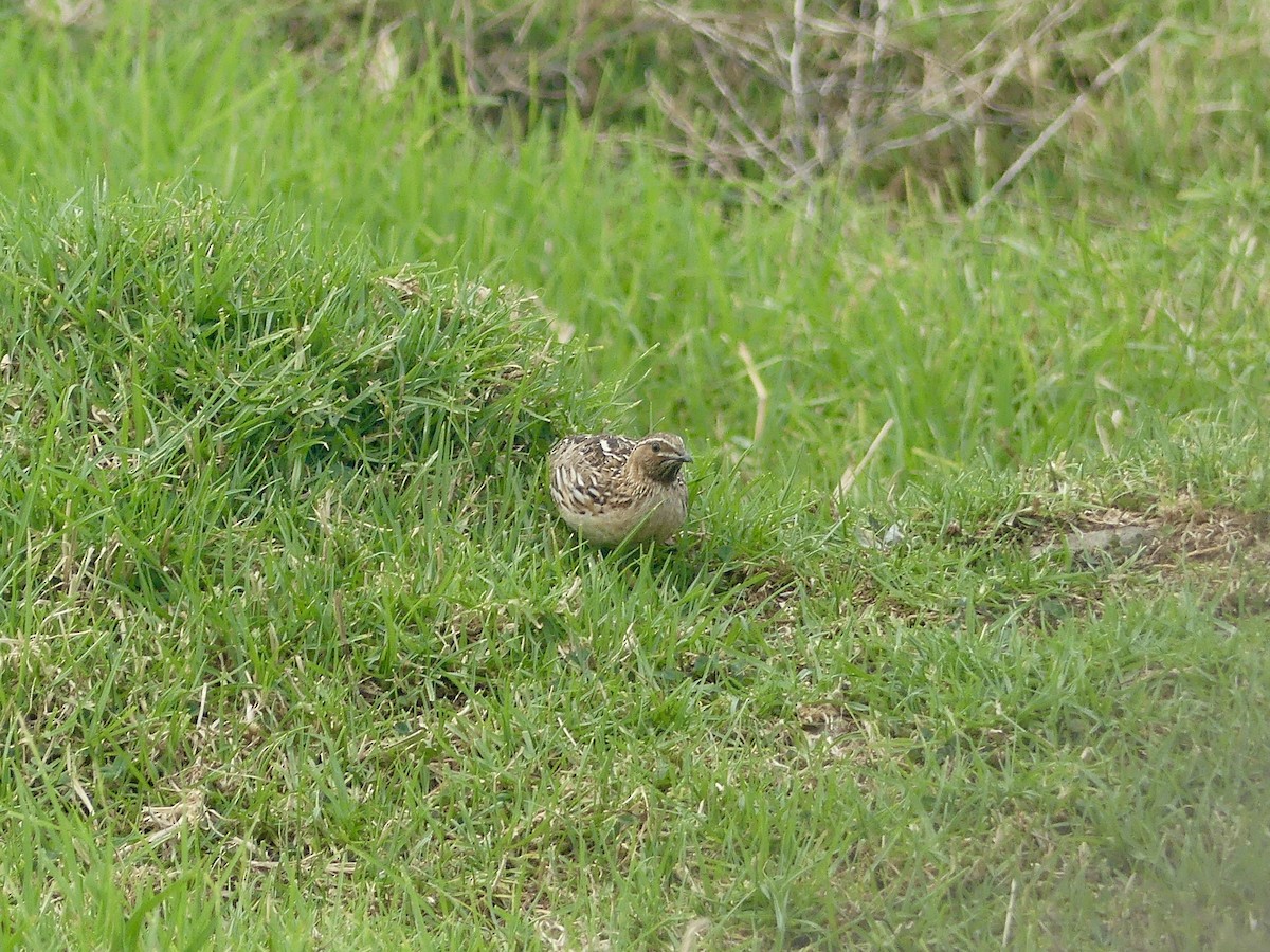 Common Quail - ML640129166