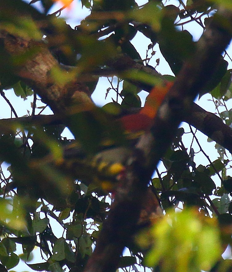 Cinnamon-headed Green-Pigeon - ML640129170