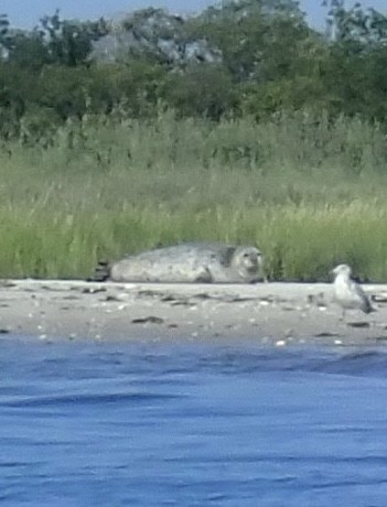 Mammals - ML640129198