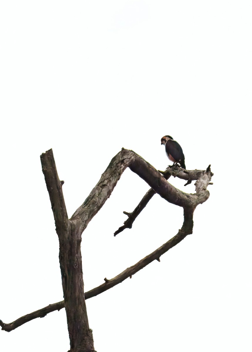 Collared Falconet - ML640129204