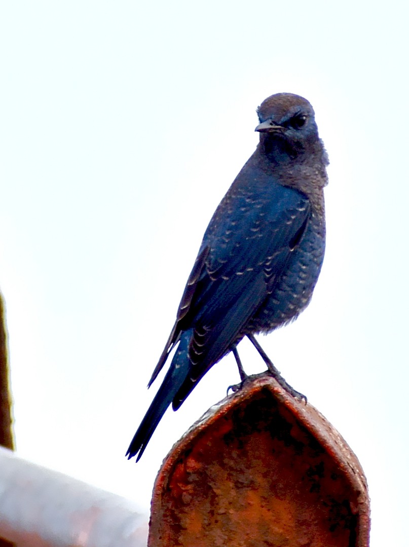 Blue Rock-Thrush - ML640129244