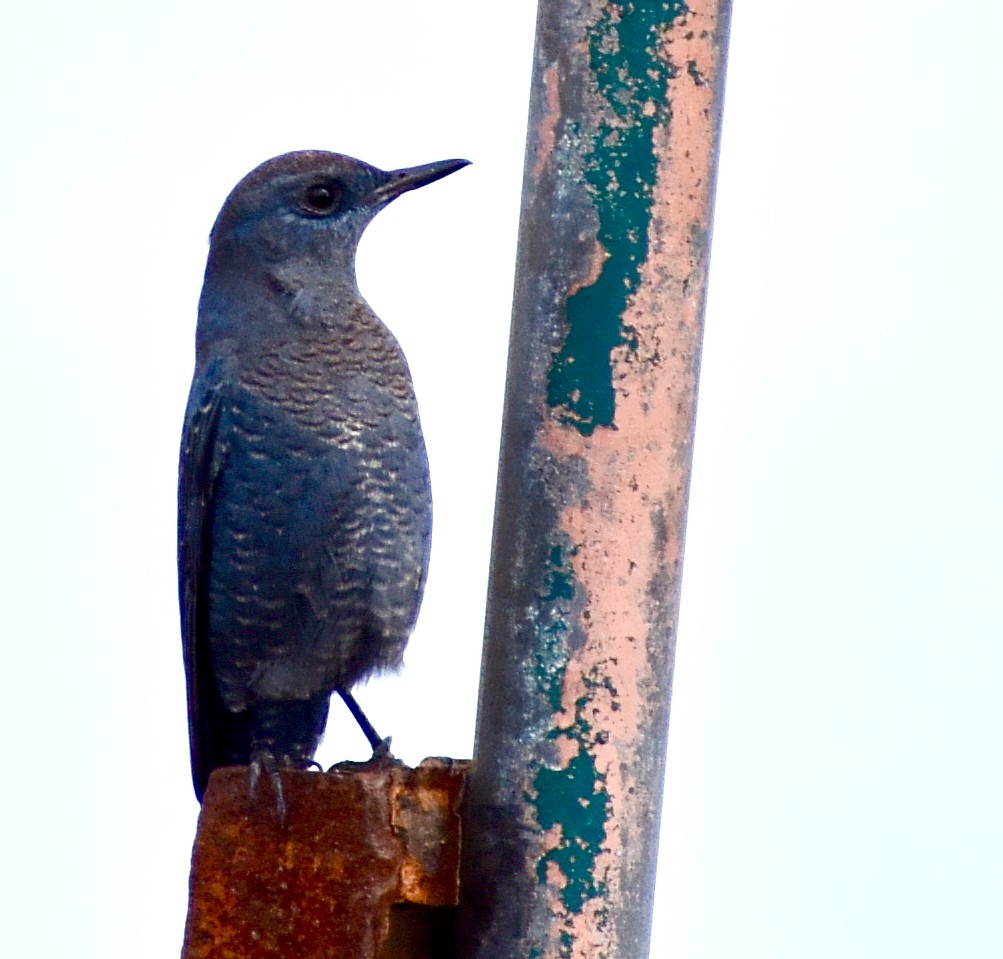 Blue Rock-Thrush - ML640129246