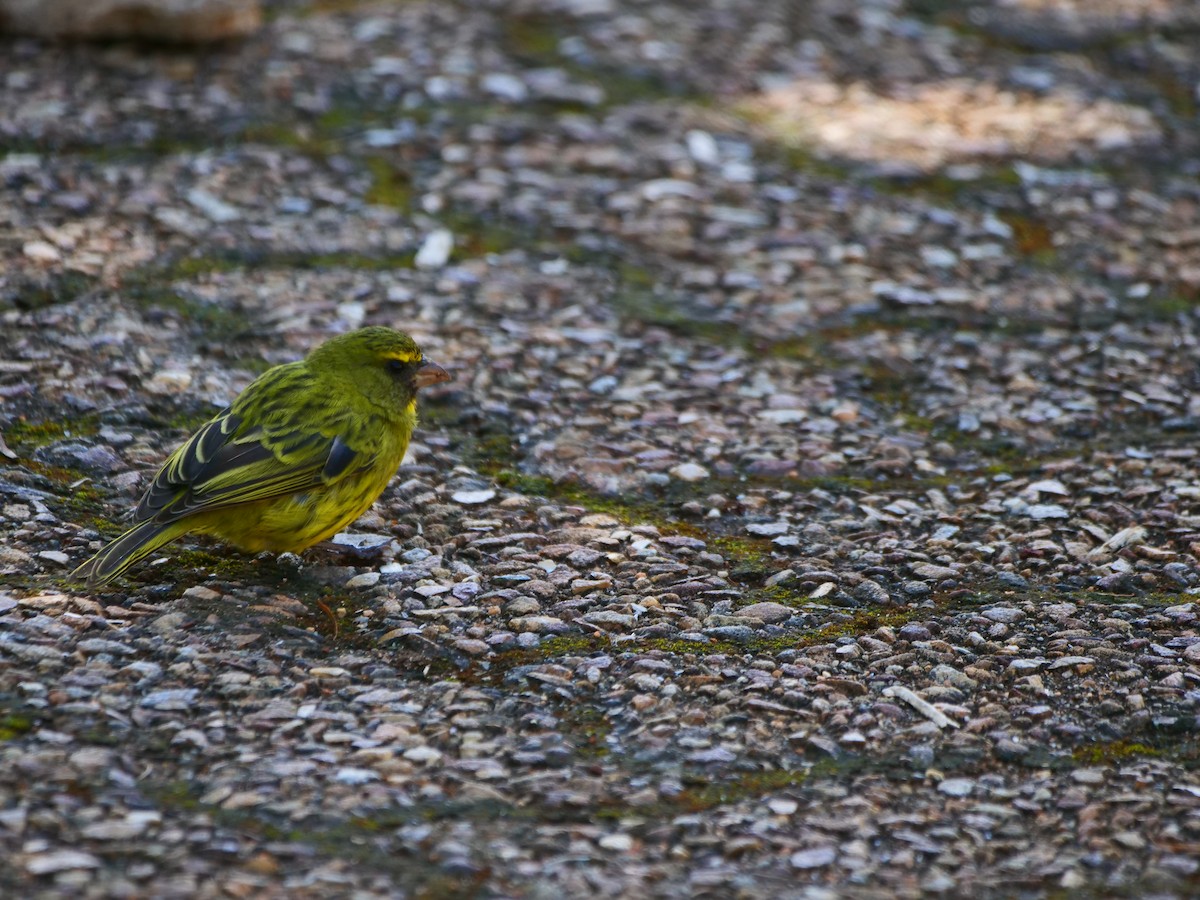 Forest Canary - ML640129257