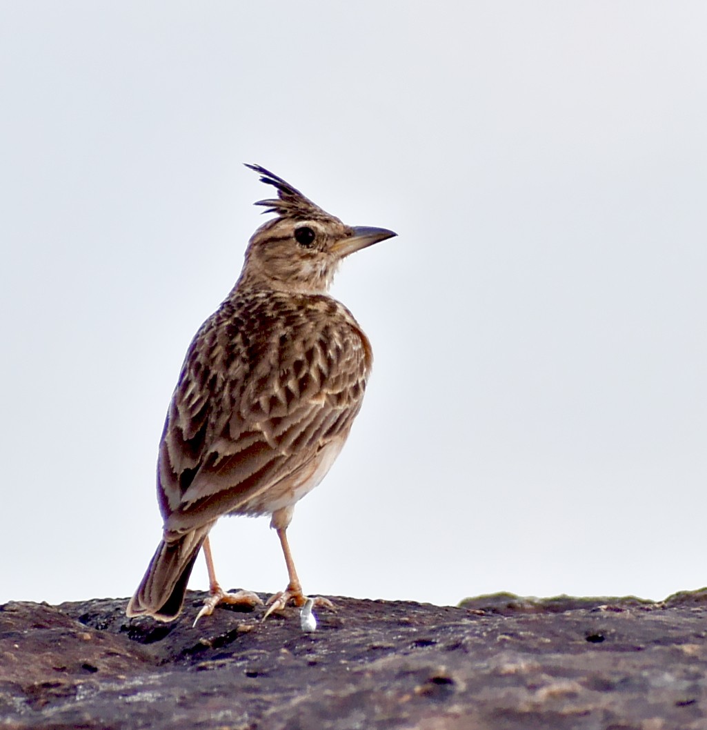 Malabar Lark - ML640129273
