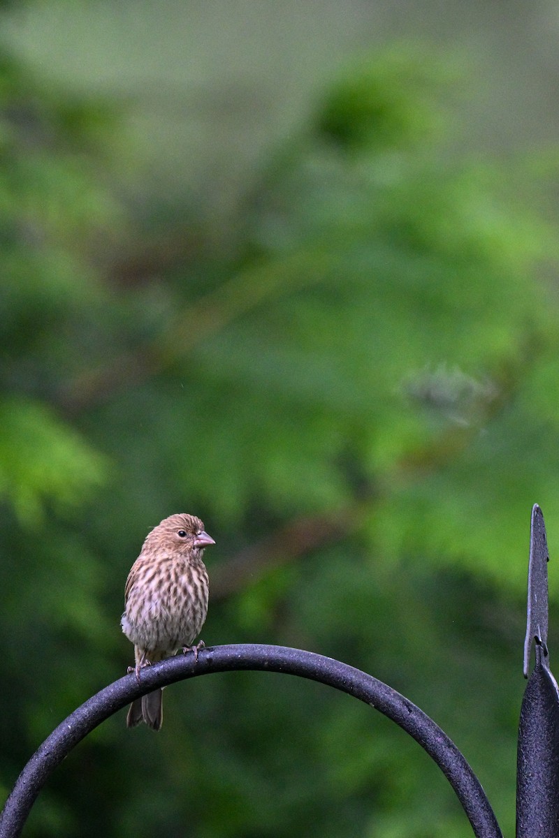 House Finch - ML640129275