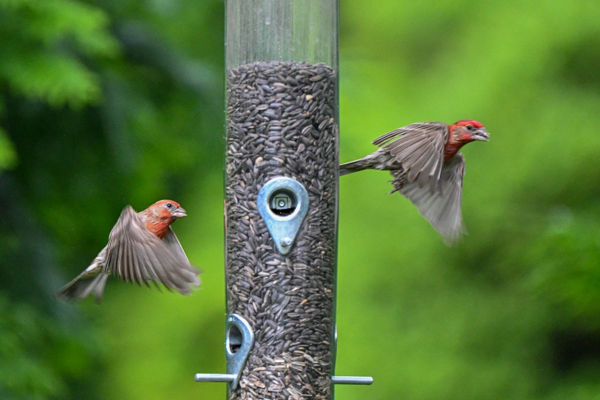 House Finch - ML640129276