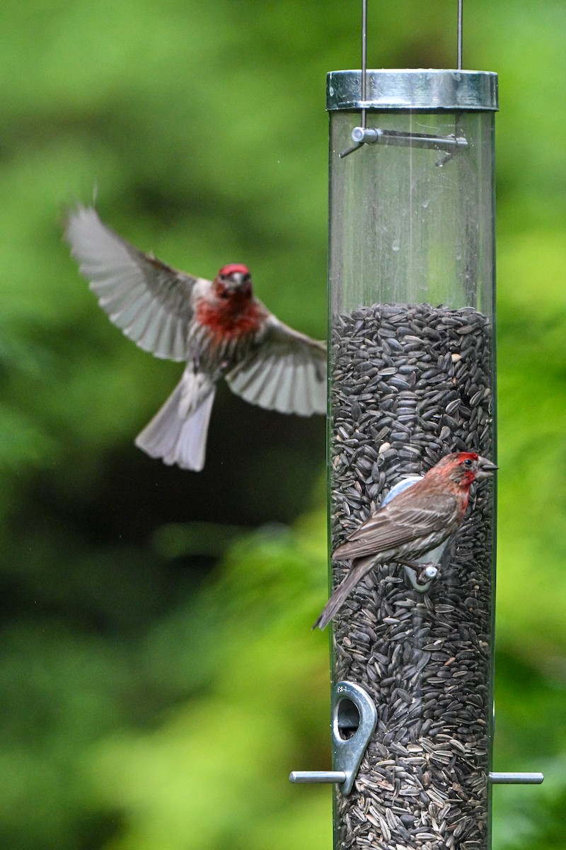 House Finch - ML640129277