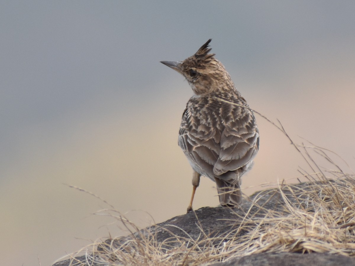 Malabar Lark - ML640129278