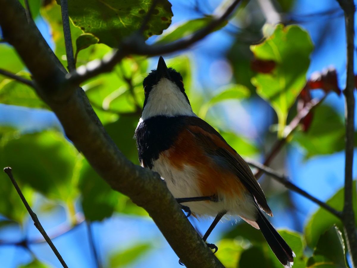 Pririt du Cap (capensis) - ML640129288
