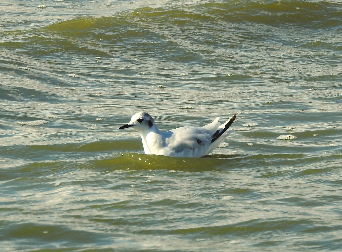 Little Gull - ML640129323