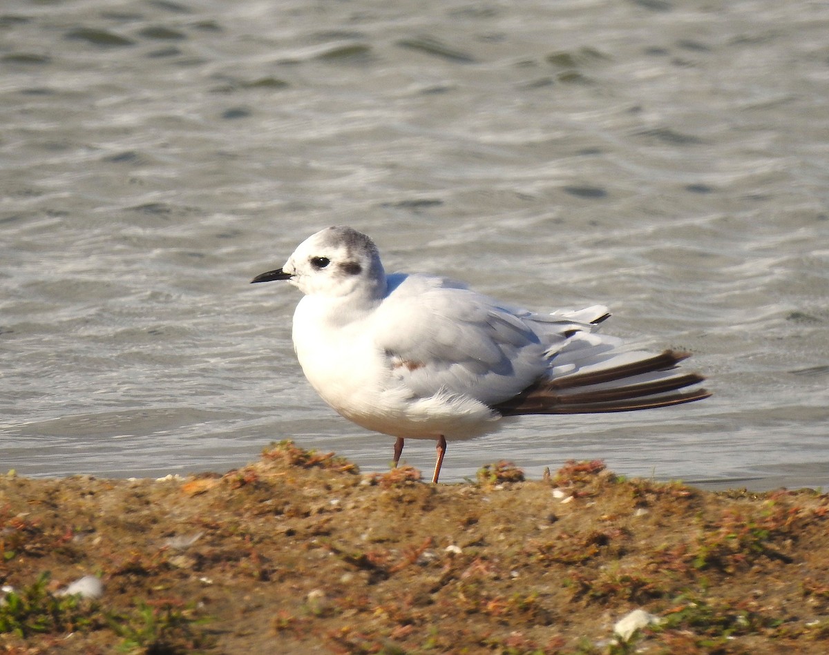Little Gull - ML640129329