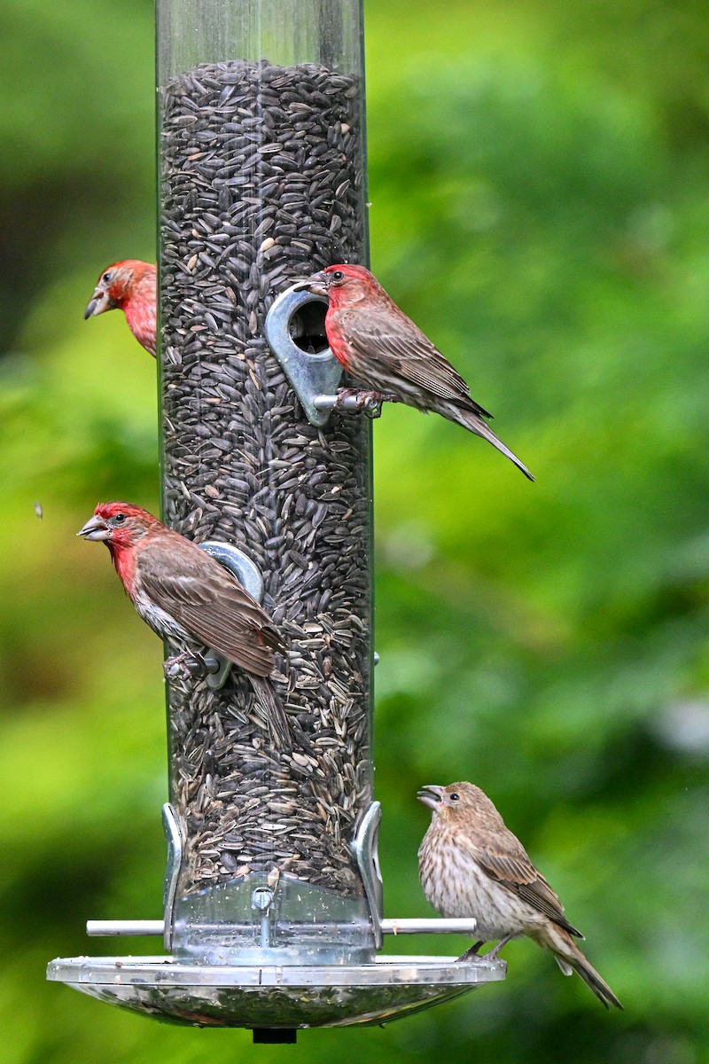 House Finch - ML640129353