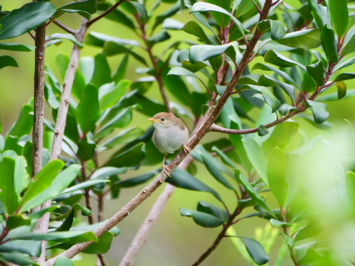 Piping Cisticola - ML640129417