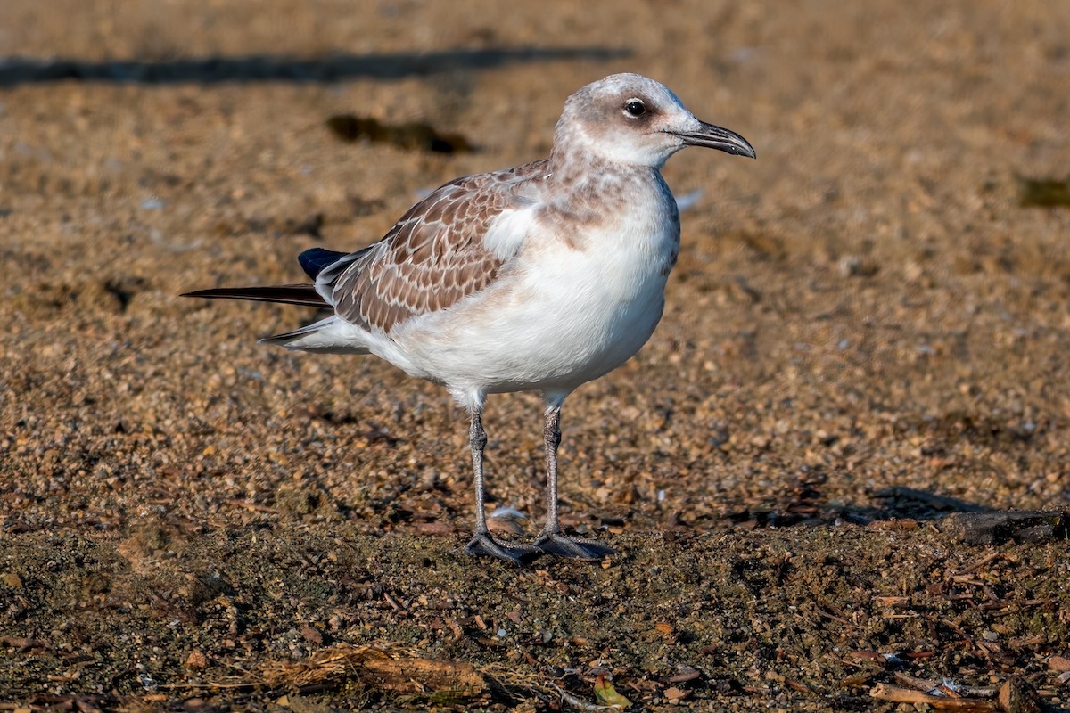 Laughing Gull - ML640129620